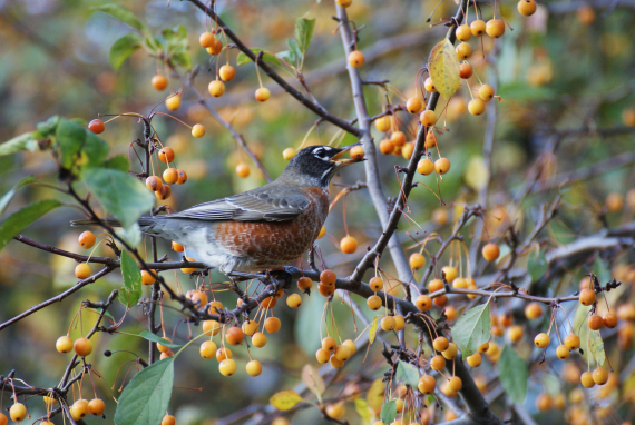 Bilde av en fuggel som spiser bær.