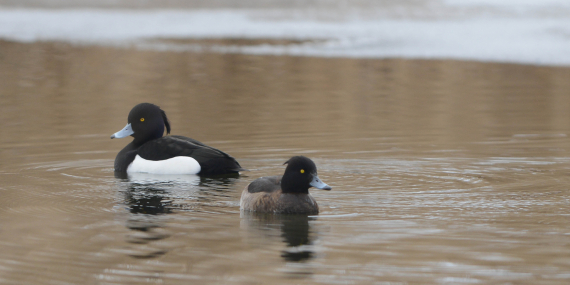 To toppender som svømmer.