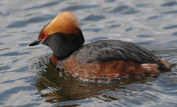 Bilde av en horndykker som svømmer.