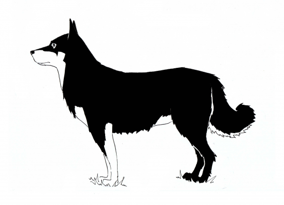 Tegning av en svart og hvit lapphund. 
