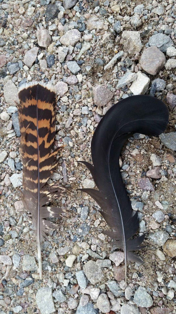 To fjær ligger på bakken.