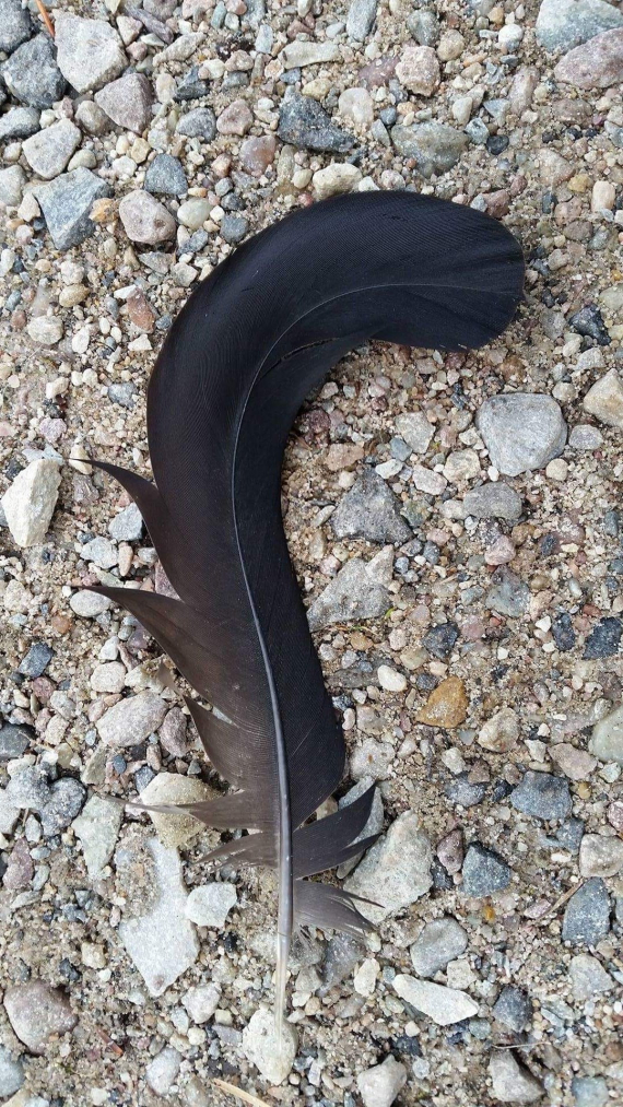 En fjær ligger på bakken.