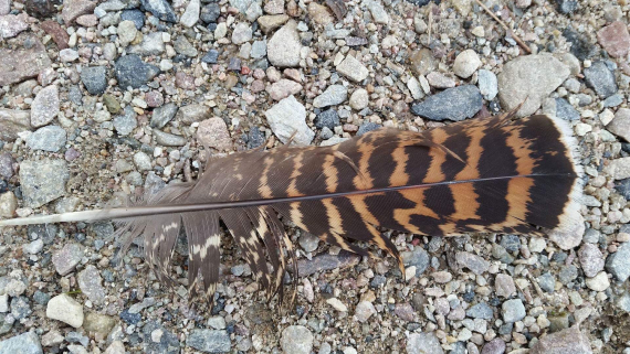 En fjær ligger på bakken.