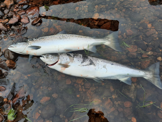 To døde laks som ligger i vann.