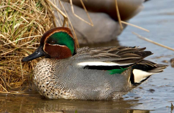 Bilde av en krikkand ved land.