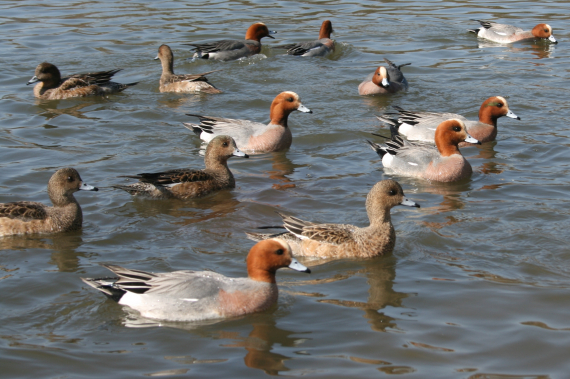 Bilde av mange svømmende brunnakker.