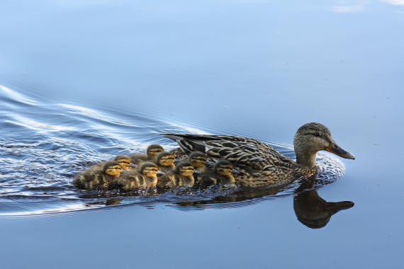 Stjertand med ungeflokken svømmende i vann.