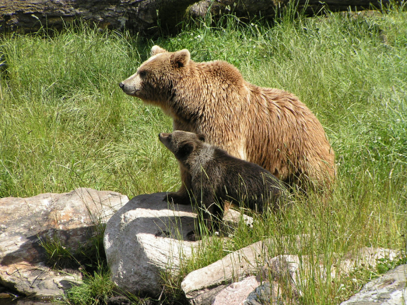 Foto av en brunbjørn og bjørnunge ute i naturen om sommeren. 