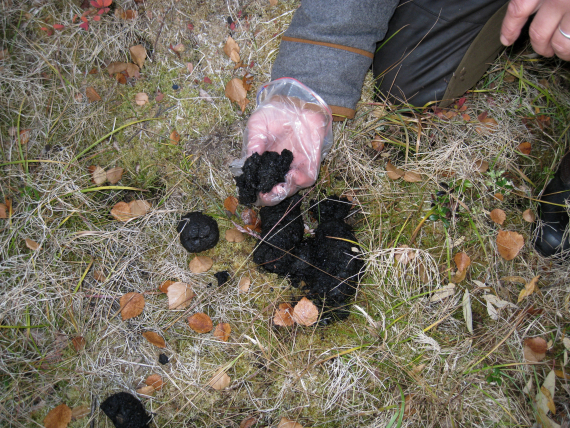 Foto av en som holder bjørneskit i handa.