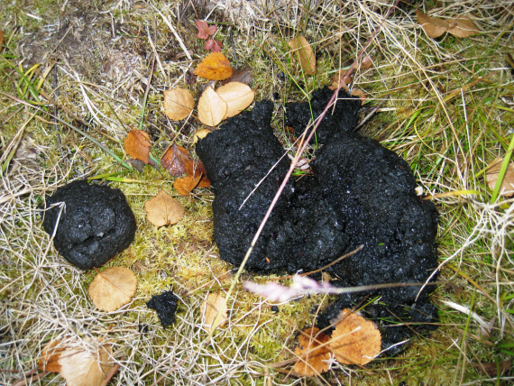 Foto av bjørneskit.