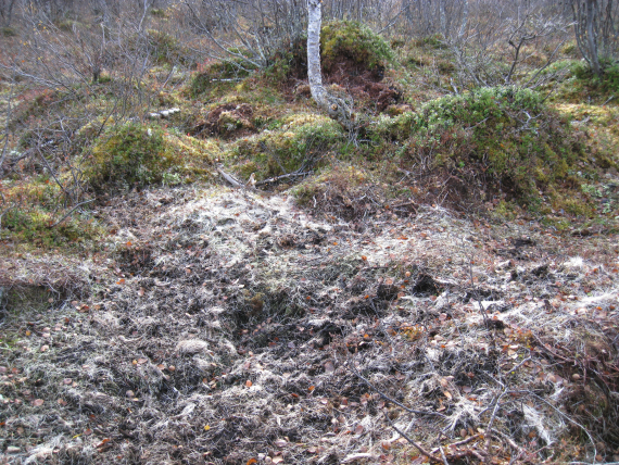 Spor etter et kadaver på barmark.