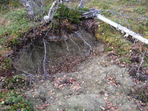 Foto av et bjørnehi.