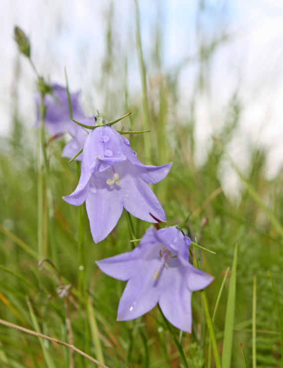Nærfoto av blåklokker.