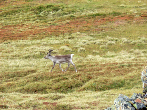 Fotografi av en reinsimle som springer på barmark. 