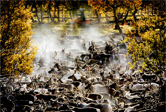 Bilde av reinsdyr i en innhegning.