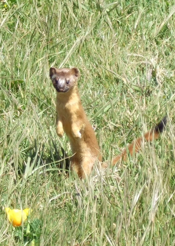 Fotografi av en røyskatt i gresset om sommeren.