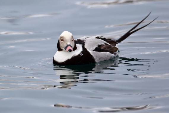 Bilde av en svømmende havelle.