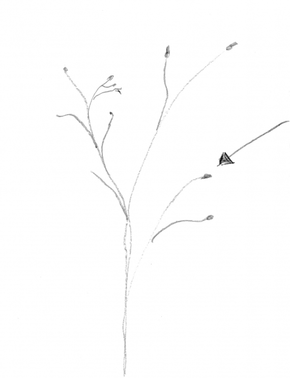 Tegning av en kvist med knopp.