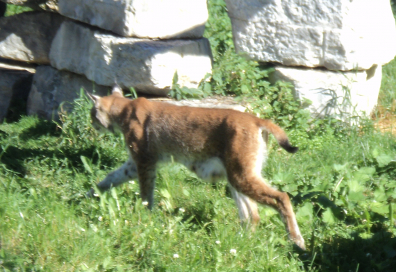 Gaupe ute i naturen om sommeren.