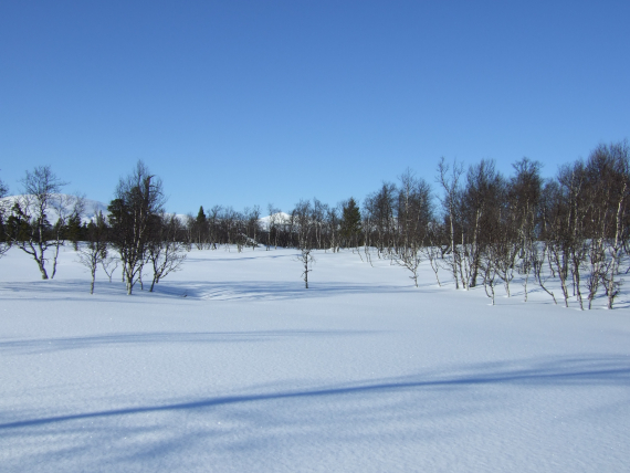 Bilde av en skog om vinteren.
