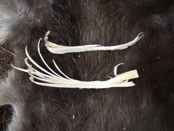 Bilde av to opptennigsflis på et reinskinn.