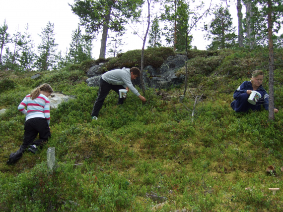 Mange barn plukker bær.