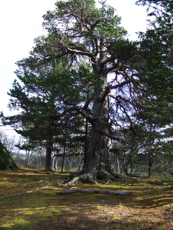 Bilde av furuer i et flatt landskap.