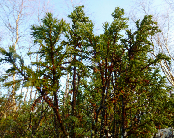 Bilde av einer i sommerlandskap.