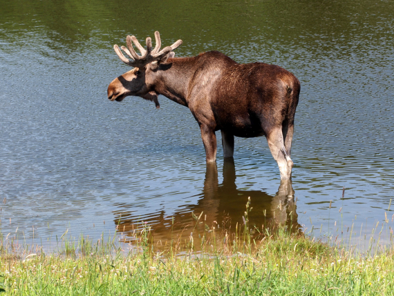 Foto av en elg som vasser i vann.