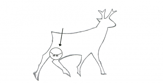 Tegning av en rein med fokus på juret.