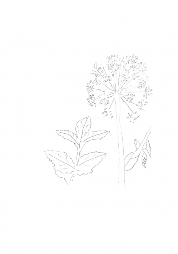 Tegning av en kvann.