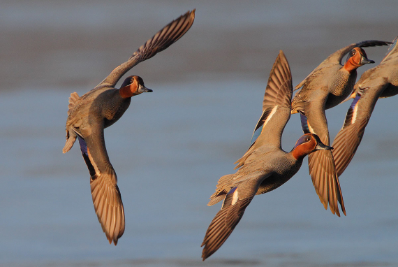 Bilde av fire flygende krikkender.