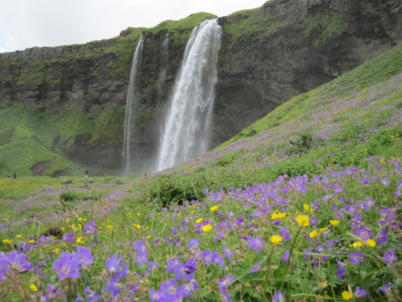 Foto av en foss om sommeren, med blomstereng i forgrunnen.