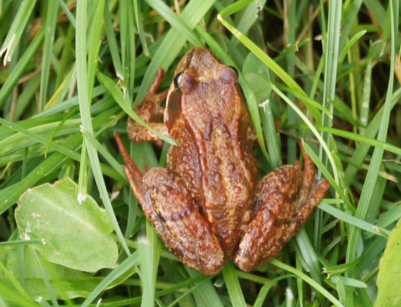 Frosk som er i gress.