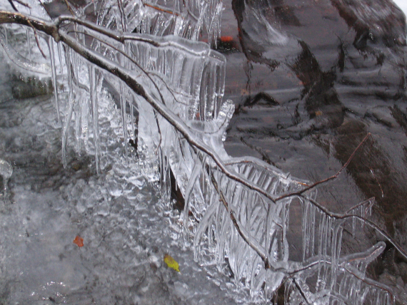 Bilde av trær som er dekket med is.