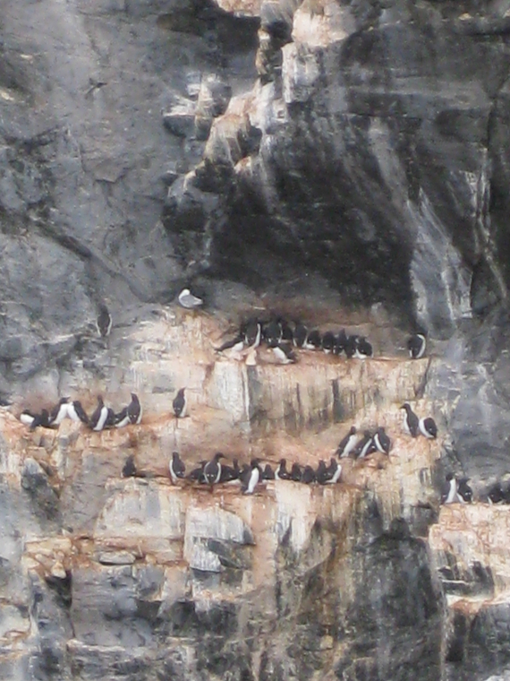 Pingviner på fjellhyller.