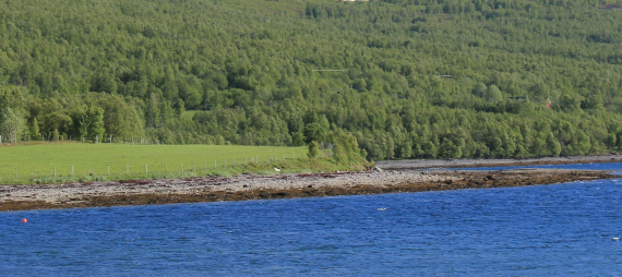Foto av fjæra om sommeren.