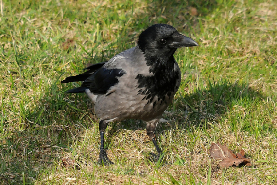 Nærfoto av en kråke som står på bakken.