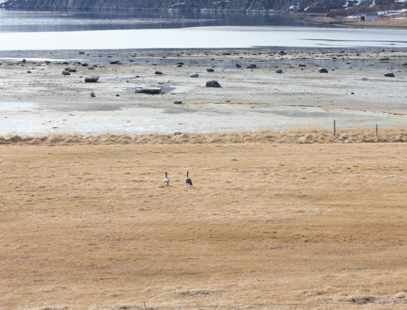 Bilde av to gjess på et jorde.