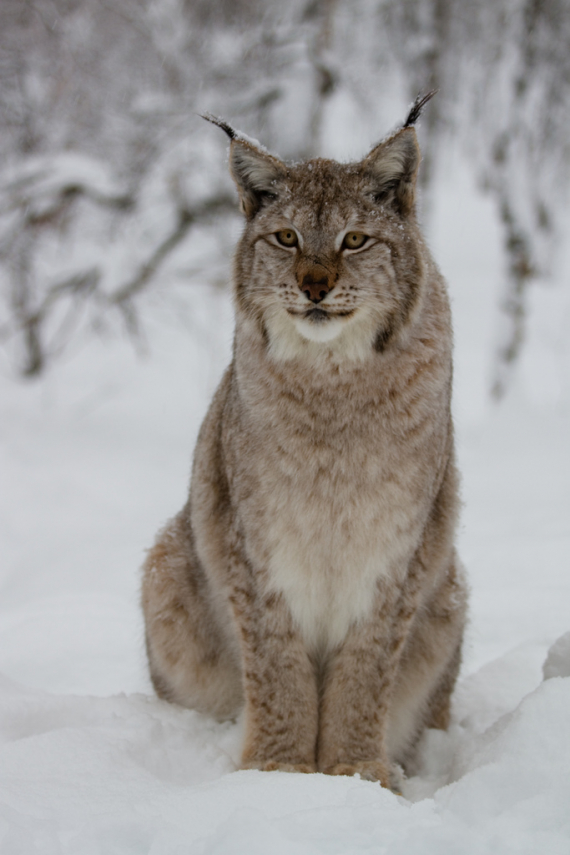 Foto av en gaupe på sneen.