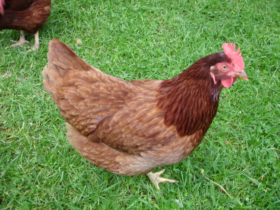 Nærbilde av en høne.