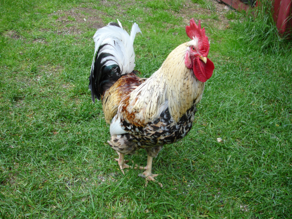 Nærbilde av en hane.