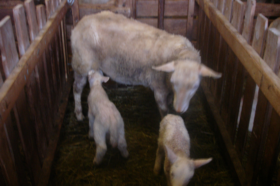 Nærbilde av to lam og en sau.