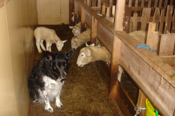 Bilde av en gårdshund i et fjøs.