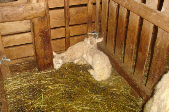 To lam som ligger i en krok.