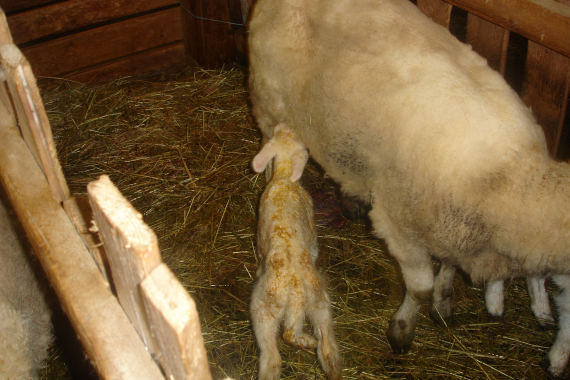 Nærbilde av en nyfødt lam.