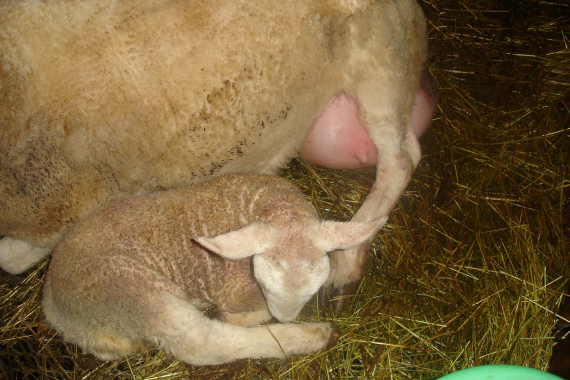 Nærbilde av en nyfødt lam.