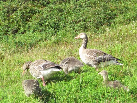 Bilde av gjess på et jorde.