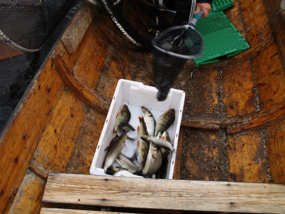 Abbor og sik i en gildekasse.