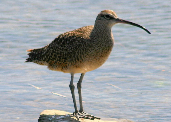 Foto av en småspove ved vannkanten.